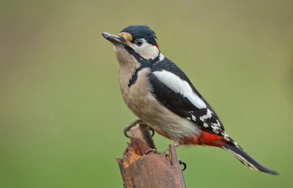 Gran pájaro carpintero manchado — Foto de Stock