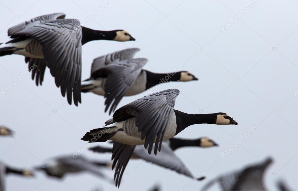 brant or brent geese 