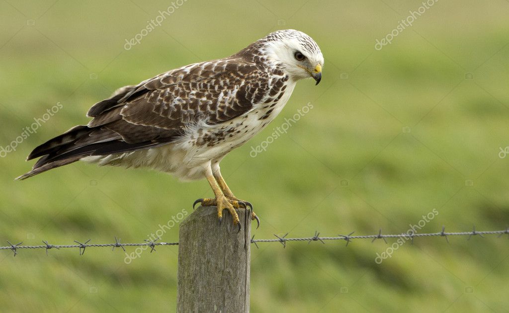 Buse d'Europe (buteo buteo ) image libre de droit par MennoSchaefer ... Buteo Buteo