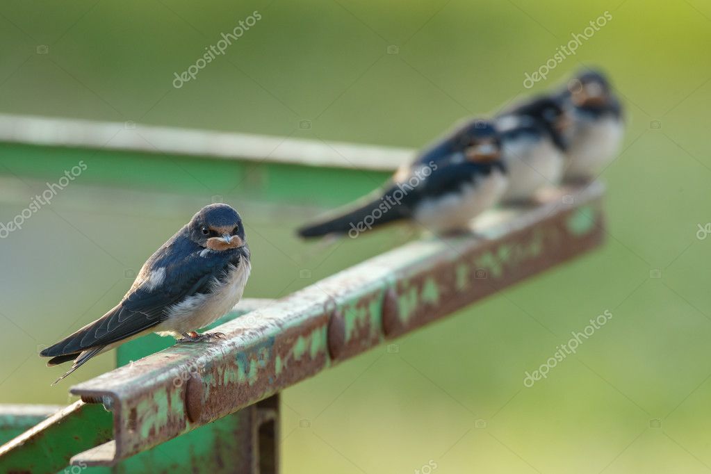 Barn Swallow Birds Stock Photo C Mennoschaefer 127257896