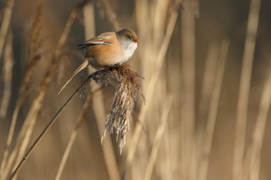 Sakallı baştankara kuş