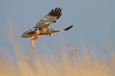 Marsh harrier uçuş 