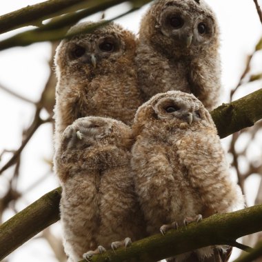 Alaca baykuş gençler
