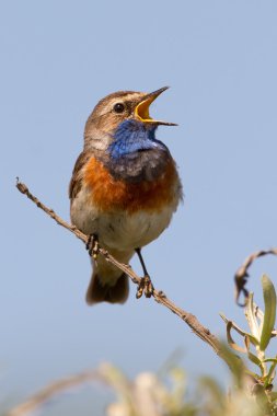 Şarkı Bluethroat dal