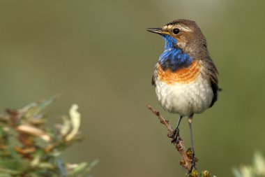 Bluethroat kuş dal