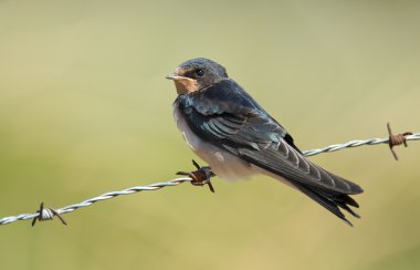 Ahır kırlangıcı (Hirundo rustica)