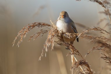 Sakallı baştankara kuş