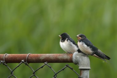 Barn Swallow birds clipart