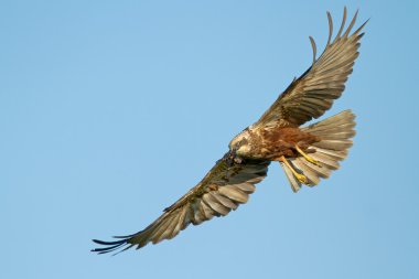 Marsh harrier uçuş 
