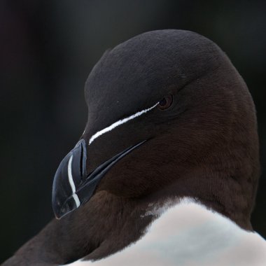 Razorbill (edilmiştir torda) ustura-Bill