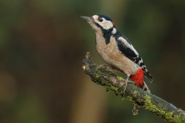 Büyük Benekli Ağaçkakan 