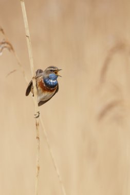 Bluethroat (Luscinia svecica) 