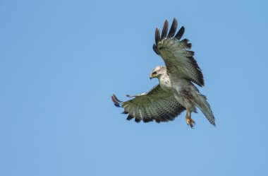 Batı marsh harrier erkek 