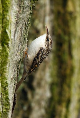 Serçe kuşu, Passeridae.