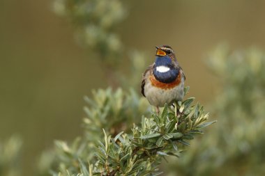 Bluethroat kuş dal