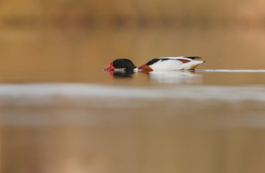 Doğa üzerinde ortak Shelduck