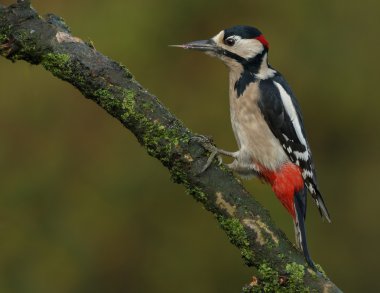 Büyük Benekli Ağaçkakan 