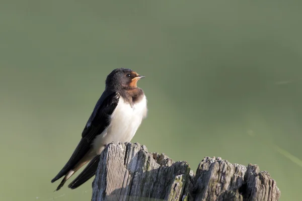 Hirondelle rustique sur la nature — Photo