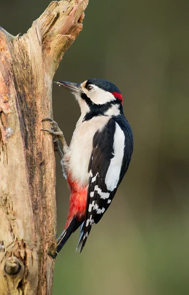 Buntspecht — Stockfoto