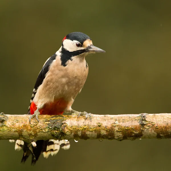 Grande picchio maculato — Foto Stock