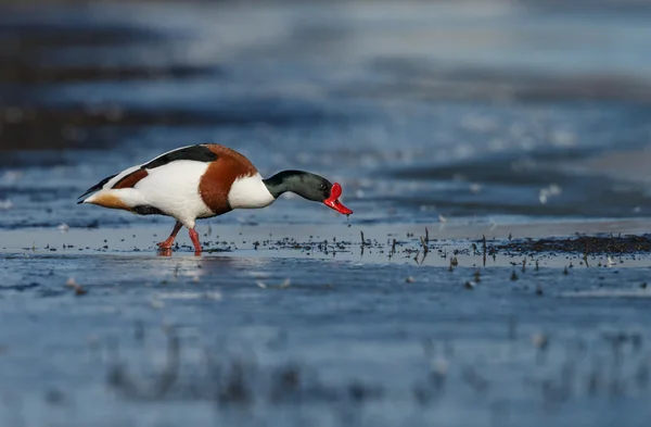 Common Shelduck on nature — Stock fotografie