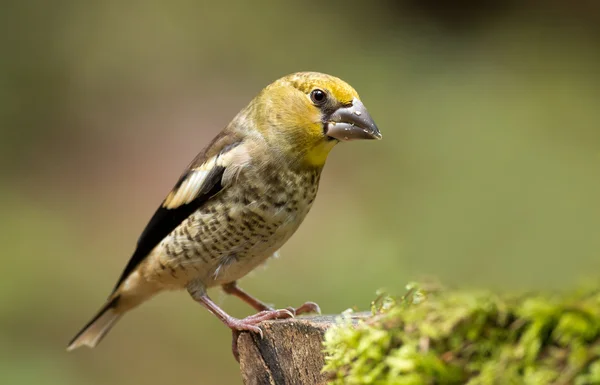 청소년 Hawfinch (Coccothraustes coccothraustes) — 스톡 사진