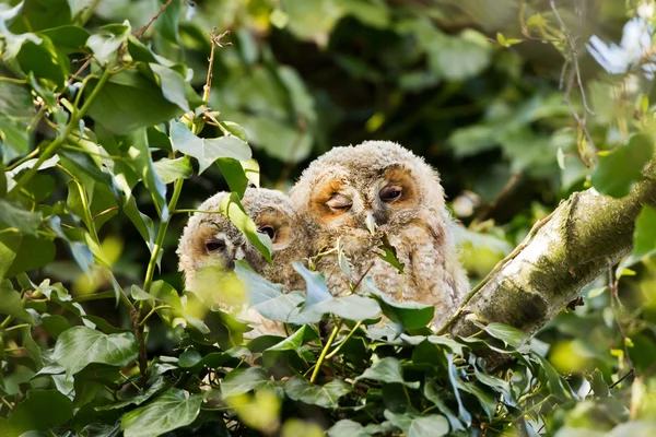 Juvenile tawny owls — Stock fotografie