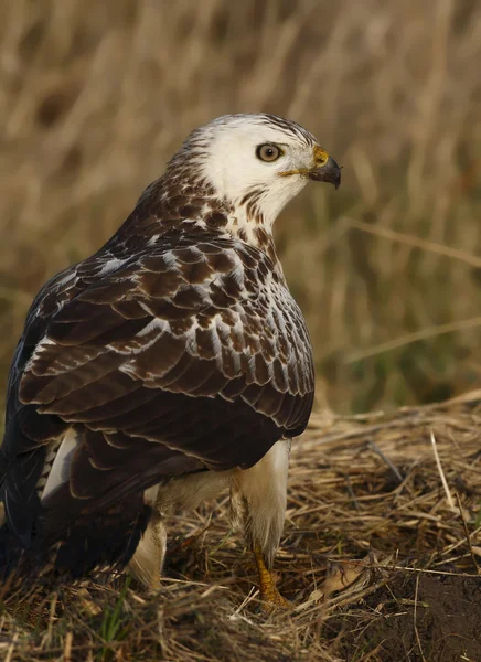 Europäischer Bussard (buteo buteo) ) — Stockfoto