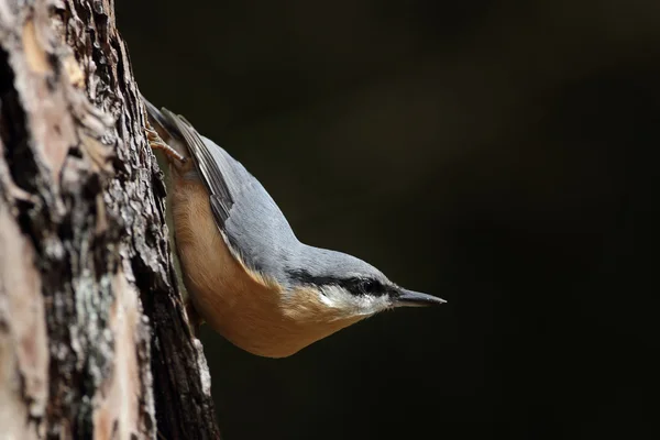 Boomklever vogel op aard. — Stockfoto