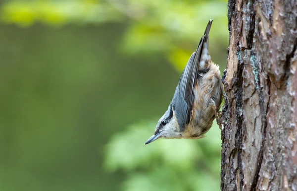 Nuthatch on a piece of wood. — Stock fotografie