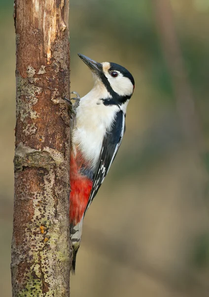 Great spotted woodpecker — Stock Photo, Image