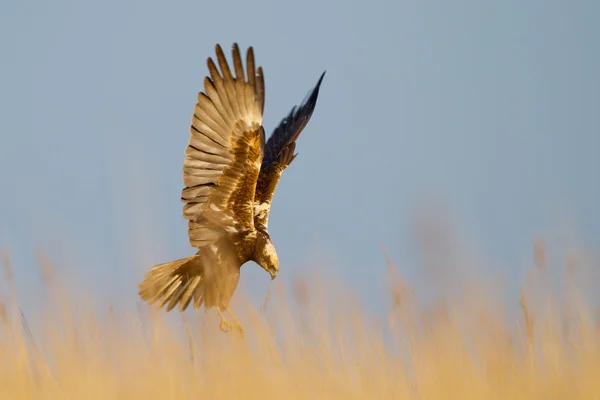 Bruine Kiekendief tijdens de vlucht — Stockfoto