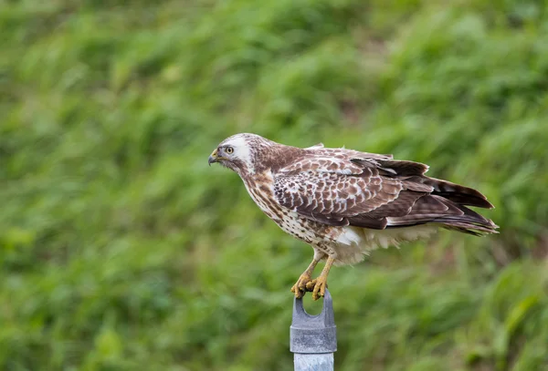 European Buzzard bird — Φωτογραφία Αρχείου