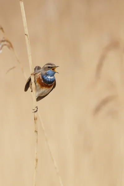 Bluethroat (Luscinia svecica) — Fotografie, imagine de stoc