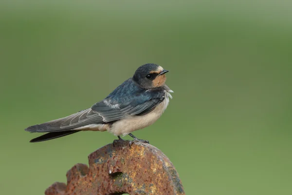 Hirondelle rustique sur la nature — Photo