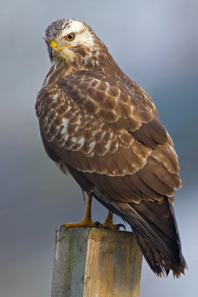 Buzzard bird on nature — Stock fotografie