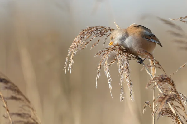 수염된 reedling 새 — 스톡 사진