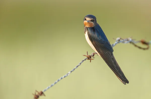 Hirondelle rustique sur la nature — Photo