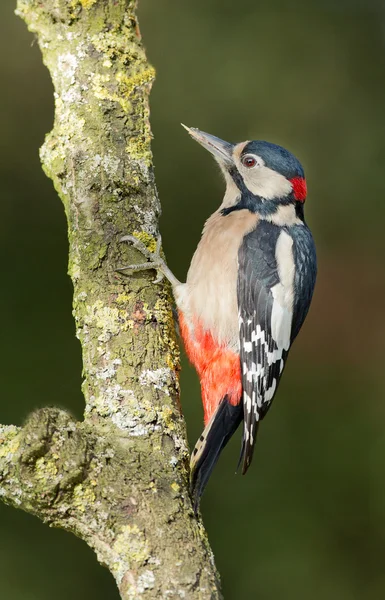 Great spotted woodpecker — Stock Photo, Image