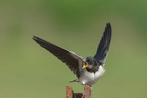 Scheunenschwalbe auf die Natur — Stockfoto