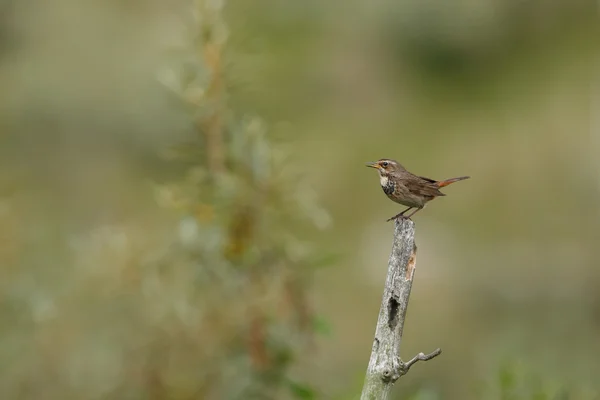 Barn Swallow on nature — Stock Photo, Image