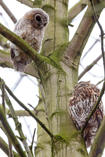 Juvenile tawny owls — Stock Photo, Image