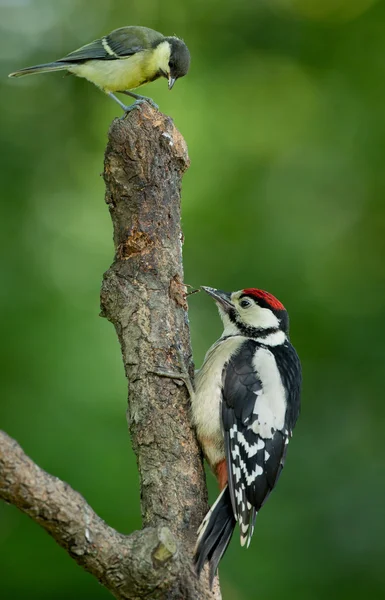 Great spotted woodpecker — Stock Photo, Image