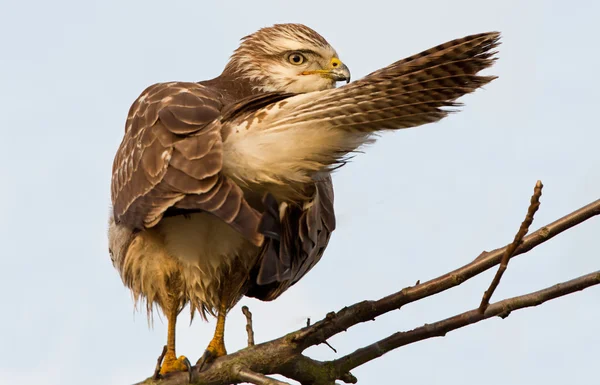 Pássaro de Marsh Harrier — Fotografia de Stock