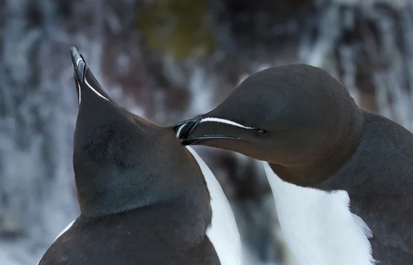 Razorbill обіймаються на скелях. — стокове фото