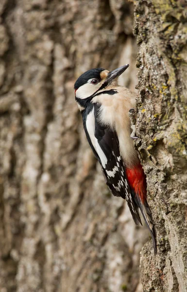 Gran pájaro carpintero manchado —  Fotos de Stock