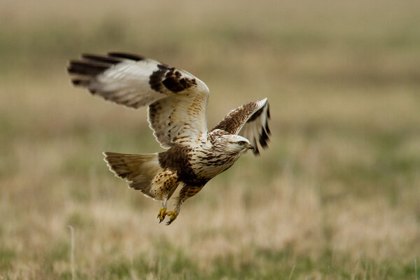 European buzzard ( buteo buteo )