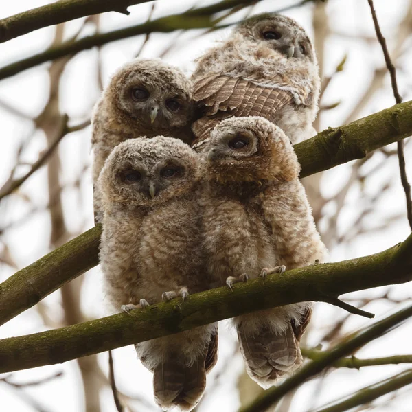 Tawny owl youngsters — ストック写真