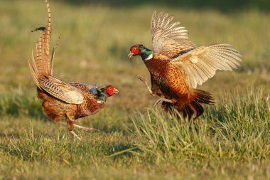 Pheasant males are fighting clipart