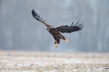 Beyaz kuyruklu kartal